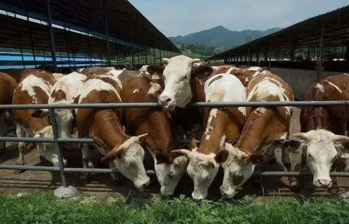養(yǎng)殖污水處理設(shè)備是如何處理污水并實(shí)現(xiàn)排放達(dá)標(biāo)的？