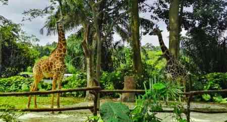 動物園有什么污水需要處理怎么處理（野生動物園污水環(huán)評標(biāo)準）